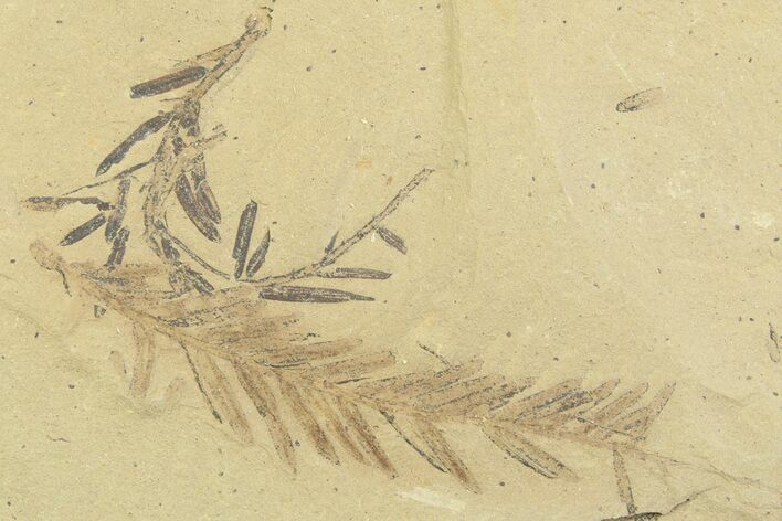 Shale With Dawn Redwood (Metasequoia) Fossils - Montana #356488